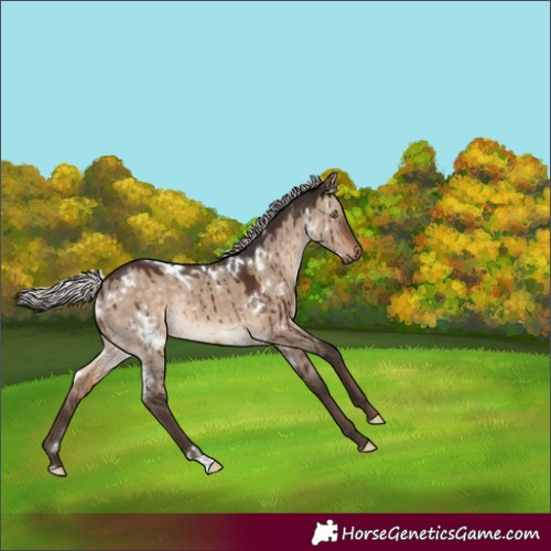 Horse Color:White Spotted Silver Brown Dun Rabicano Brindle 