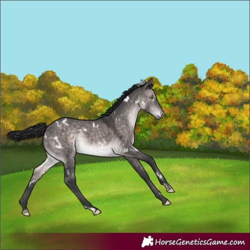 Horse Color:Platinum White Spotted Brown Dun Rabicano 