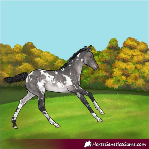 Horse Color:Platinum White Spotted Brown Dun Rabicano 