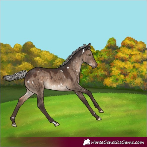 Horse Color:White Spotted Silver Brown Dun Rabicano Brindle