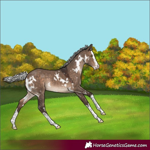 Horse Color:White Spotted Silver Brown Dun Splash Rabicano 