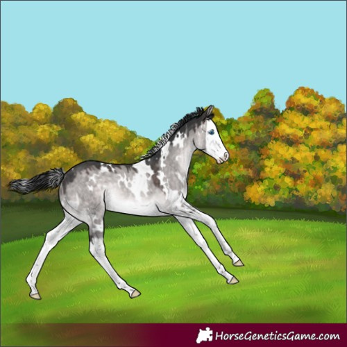 Horse Color:Platinum White Spotted Brown Dun Splash Rabicano 