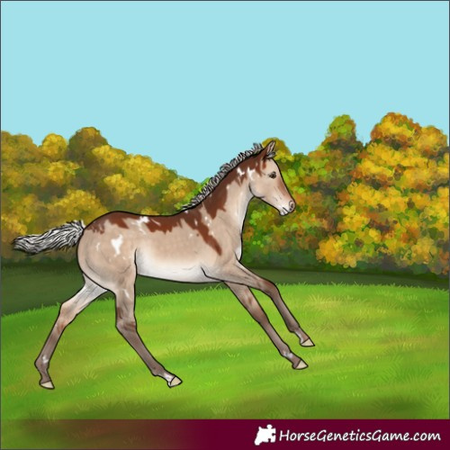 Horse Color:White Spotted Silver Bay Dun Rabicano 