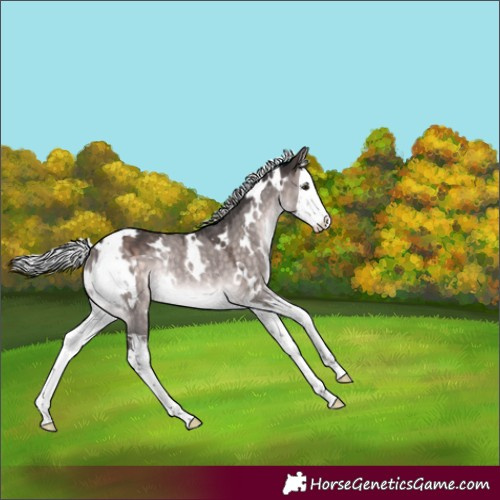 Horse Color:Platinum White Spotted Silver Brown Dun Splash Rabicano