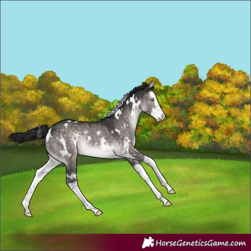 Horse Color:Platinum White Spotted Brown Dun Splash Rabicano 