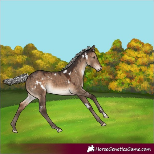 Horse Color:White Spotted Silver Brown Dun Rabicano 