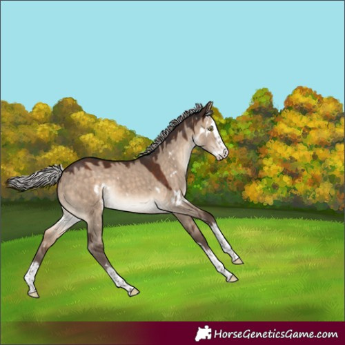 Horse Color:White Spotted Silver Brown Dun Splash Rabicano 