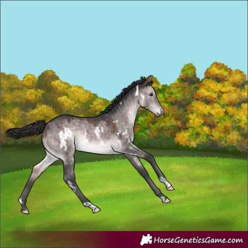 Horse Color:Platinum White Spotted Bay Dun Rabicano 