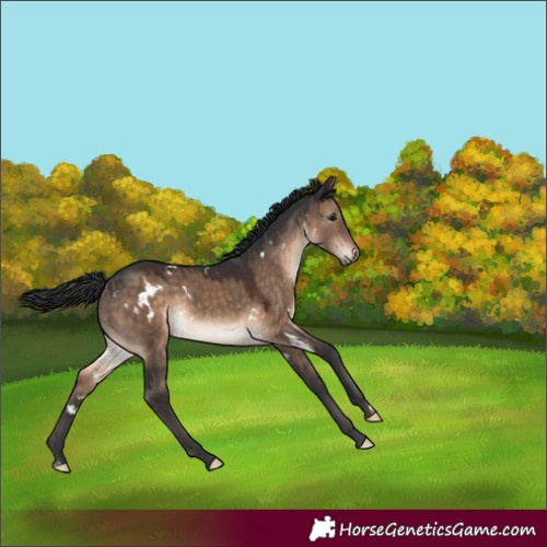 Horse Color:White Spotted Brown Dun Rabicano 