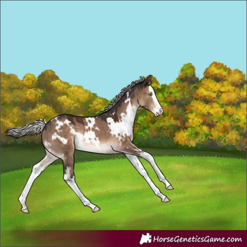 Horse Color:White Spotted Silver Brown Dun Splash Rabicano 