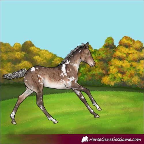 Horse Color:White Spotted Silver Brown Dun Rabicano Brindle 