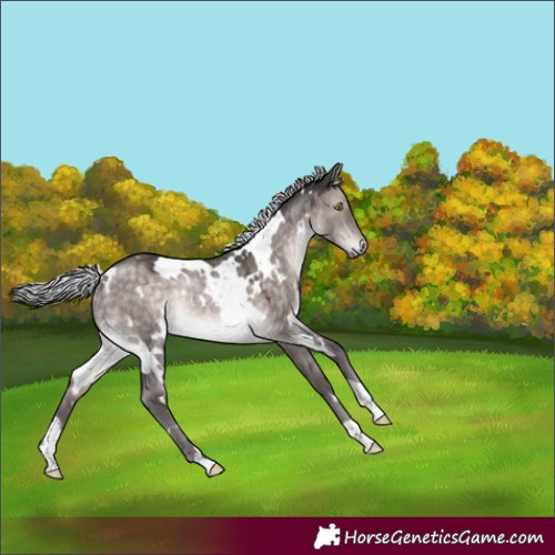 Horse Color:Platinum White Spotted Silver Brown Dun Rabicano 