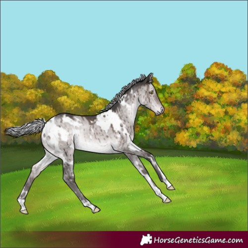 Horse Color:Platinum White Spotted Silver Brown Dun Rabicano Brindle
