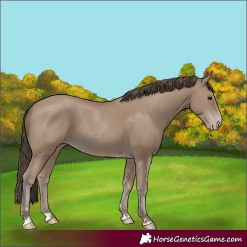 Horse Color:Unknown 