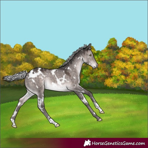 Horse Color:Platinum White Spotted Silver Brown Dun Rabicano 
