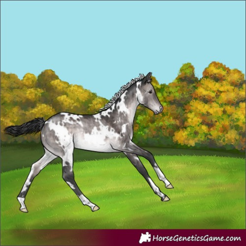 Horse Color:Platinum White Spotted Brown Dun Rabicano 