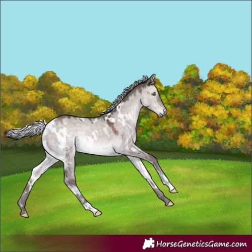 Horse Color:Platinum White Spotted Silver Brown Dun Rabicano 