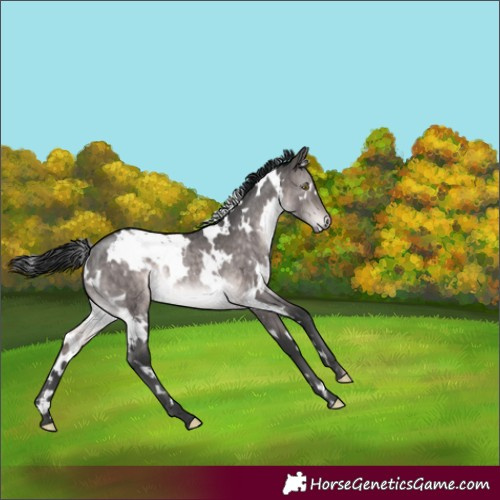 Horse Color:Platinum White Spotted Brown Dun Rabicano Brindle 