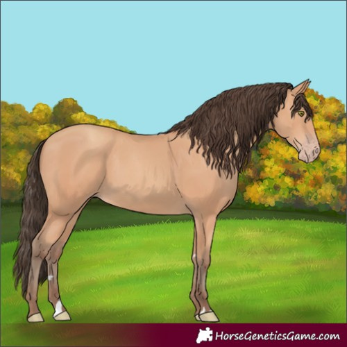 Horse Color:Amber Champagne Rabicano 