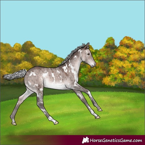 Horse Color:Platinum White Spotted Silver Brown Dun Rabicano Brindle