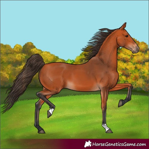Horse Color:Bay 