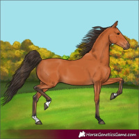 Horse Color:Bay 