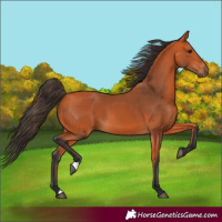 Horse Color:Bay 