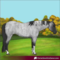 Horse Color:Blue Roan Tobiano 