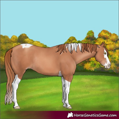 Horse Color:Gold Champagne Splash Tobiano Rabicano 