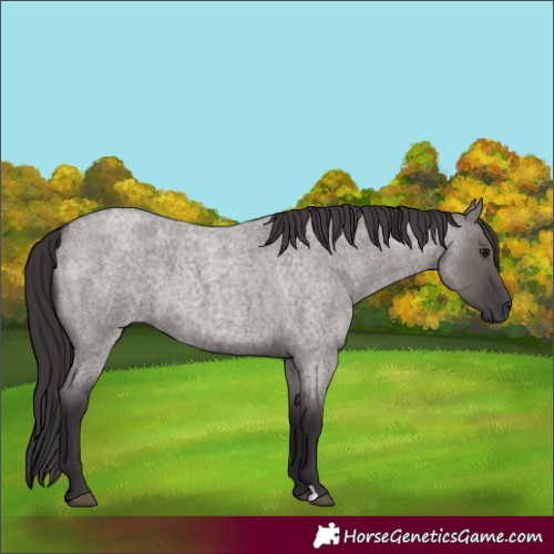 Horse Color:Smoky Grullo Roan 