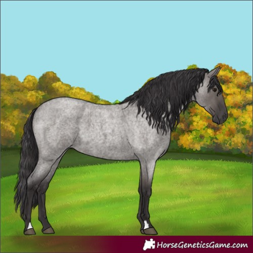 Horse Color:Smoky Grullo Roan 