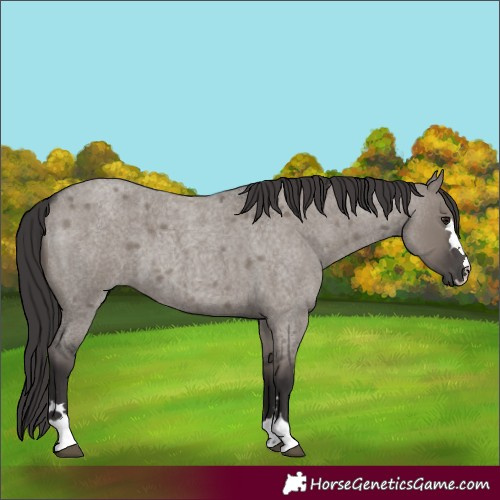 Horse Color:Smoky Grullo Roan 