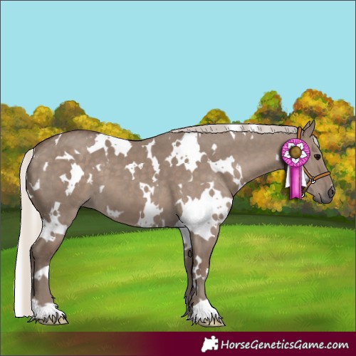 Horse Color:White Spotted Silver Grullo 