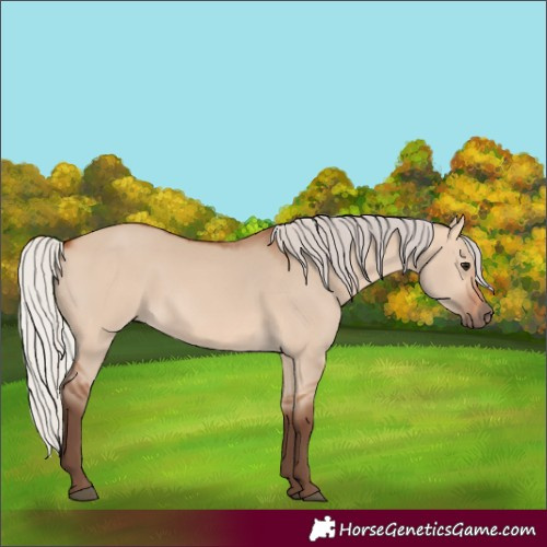 Horse Color:Silver Bay Dun Rabicano