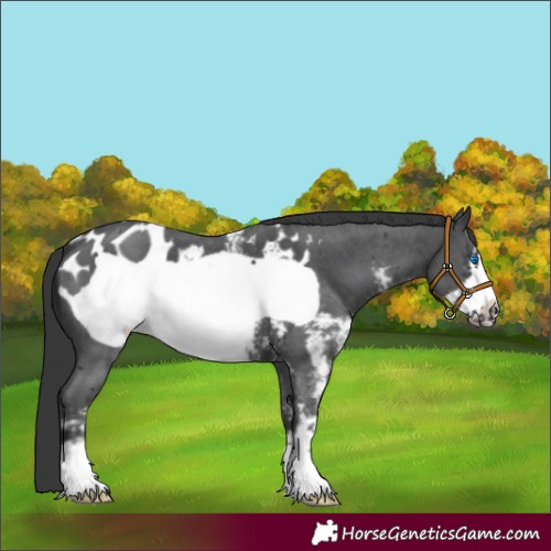 Horse Color:Black Sabino Frame Appaloosa 