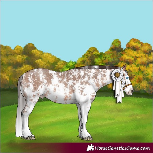 Horse Color:Sable Champagne Sabino Splash 