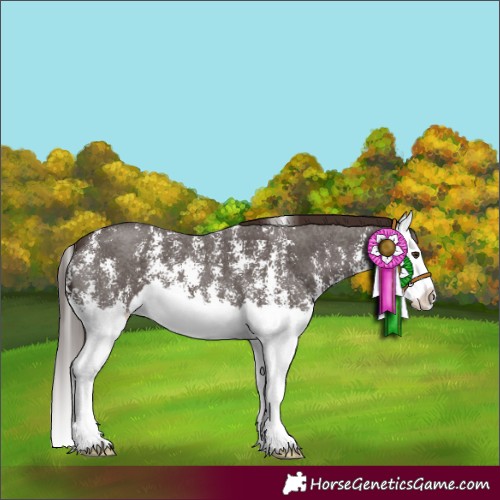 Horse Color:Liver Chestnut Sabino Splash 