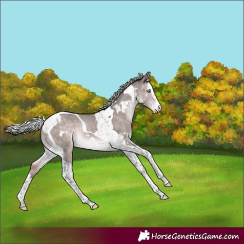 Horse Color:Platinum White Spotted Silver Brown Dun Splash Tobiano Rabicano 