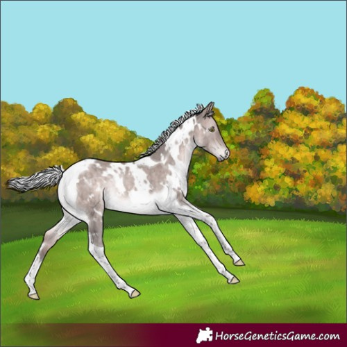 Horse Color:Platinum White Spotted Silver Brown Dun Tobiano Rabicano Brindle 