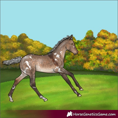Horse Color:White Spotted Silver Brown Dun Rabicano 
