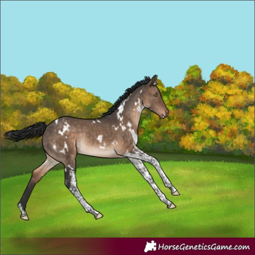 Horse Color:White Spotted Brown Dun Tobiano Rabicano