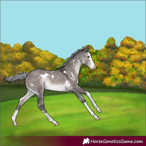 Horse Color:Platinum White Spotted Silver Brown Dun Splash Rabicano