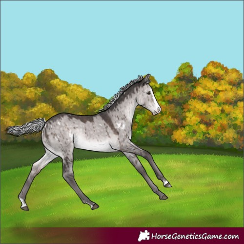Horse Color:Platinum White Spotted Silver Brown Dun Splash Rabicano Brindle