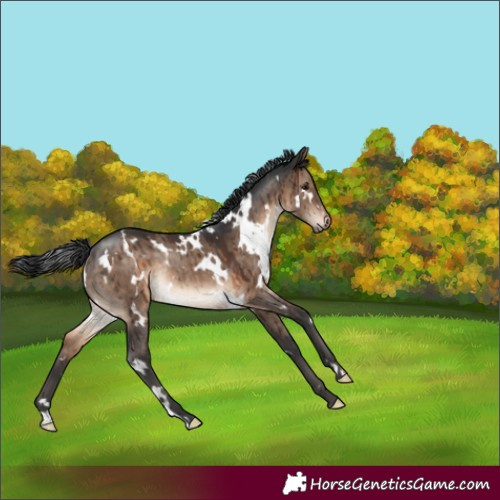 Horse Color:White Spotted Brown Dun Rabicano Brindle