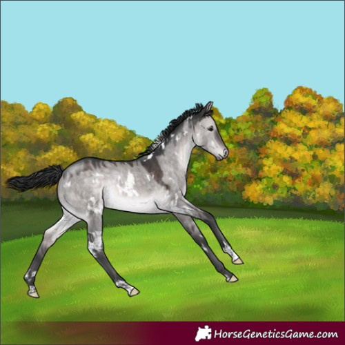 Horse Color:Platinum White Spotted Brown Dun Rabicano 