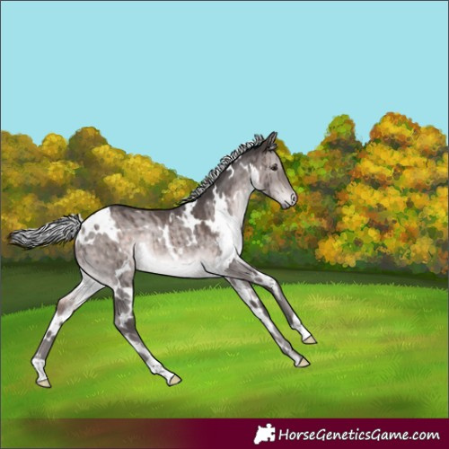 Horse Color:Platinum White Spotted Silver Brown Dun Rabicano Brindle