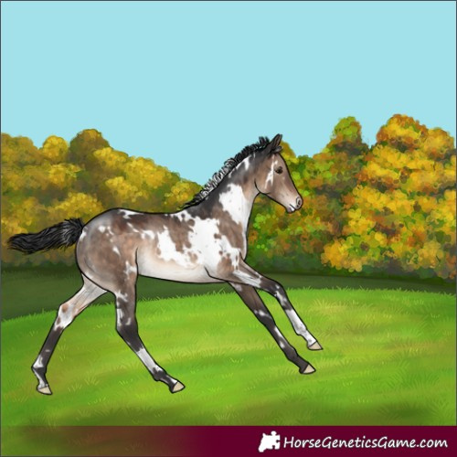 Horse Color:White Spotted Brown Dun Rabicano 
