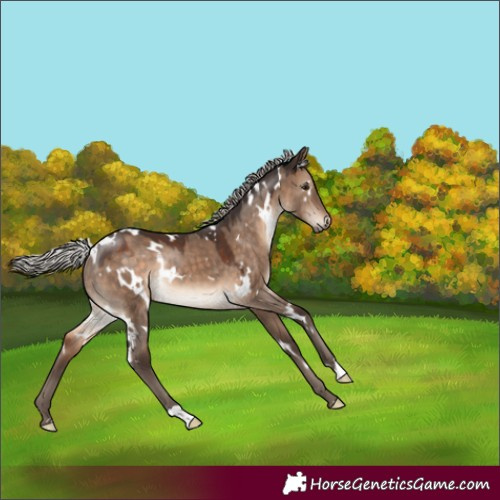 Horse Color:White Spotted Silver Brown Dun Rabicano 