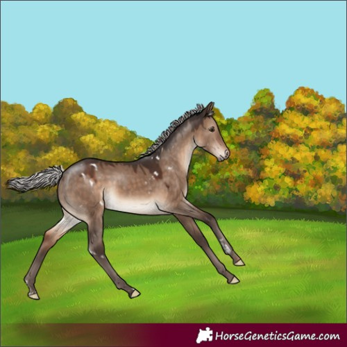 Horse Color:White Spotted Silver Brown Dun Rabicano 