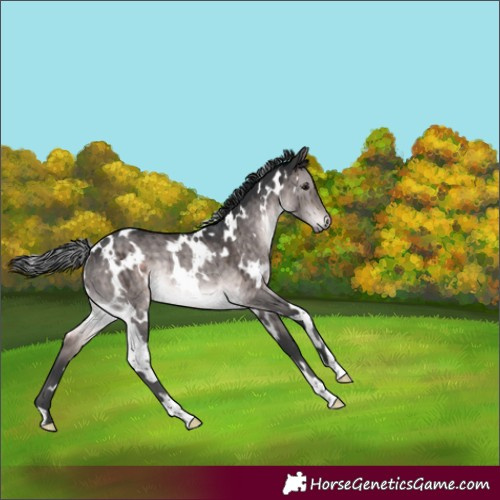 Horse Color:Platinum White Spotted Brown Dun Rabicano Brindle